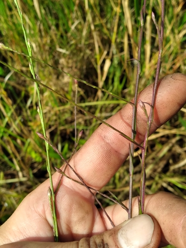 Image of Symphyotrichum bahamense by (c) Scott Ward, some rights reserved (CC BY)
