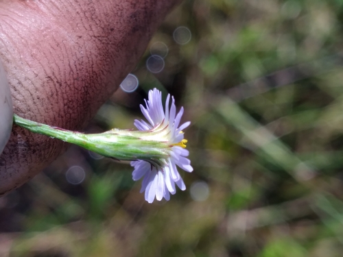 Image of Symphyotrichum bahamense by (c) Scott Ward, some rights reserved (CC BY)