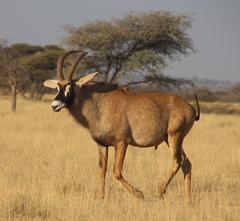 Hippotragus equinus equinus