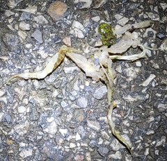Odorrana tianmuii