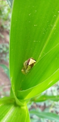 Dendropsophus bipunctatus