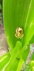 Dendropsophus bipunctatus