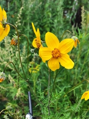 Bidens serrulata