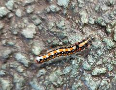 Acronicta tridens