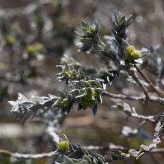 Amphithalea tomentosa