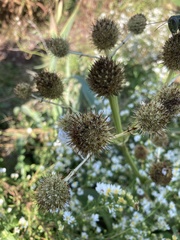 Eryngium yuccifolium