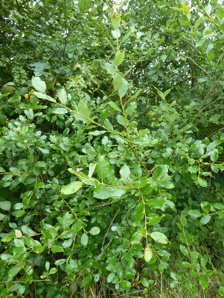 Eared × Goat Willow