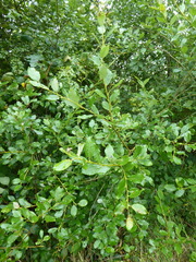 Salix × capreola