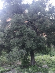 Forchhammeria watsonii