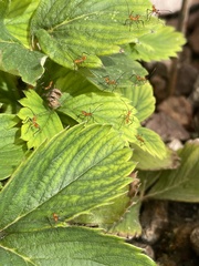 Leptoglossus clypealis