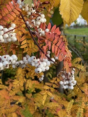 Sorbus cashmiriana
