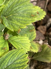 Leptoglossus clypealis