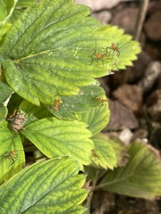 Leptoglossus clypealis