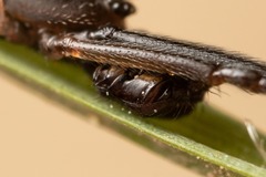Episinus truncatus