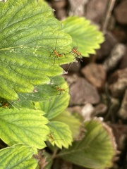 Leptoglossus clypealis