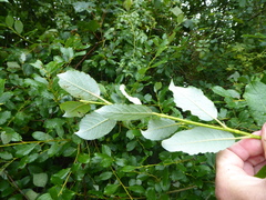 Salix × capreola