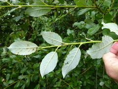 Salix × capreola