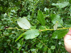 Salix × capreola