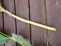 Salix × capreola