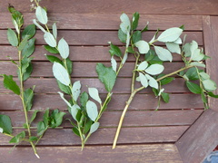 Salix × capreola