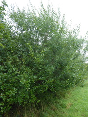 Salix × capreola