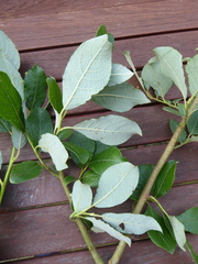 Salix × capreola