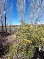 Colliguaja integerrima