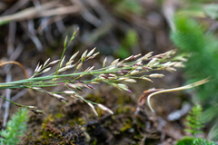 Poa krylovii