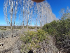 Colliguaja integerrima