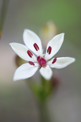 Burchardia multiflora