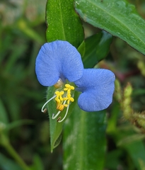 Commelina erecta