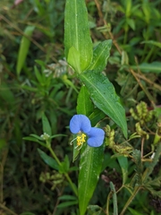 Commelina erecta