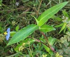 Commelina erecta