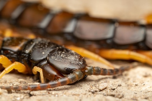 Mediterranean Banded Centipede