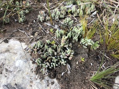 Trichodiadema occidentale