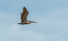 Pelecanus occidentalis occidentalis