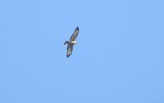 Pernis ptilorhynchus