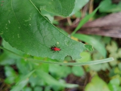 Conocephalus melaenus