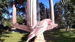 Haemorhous mexicanus