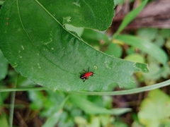 Conocephalus melaenus