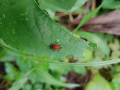 Conocephalus melaenus