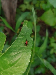 Conocephalus melaenus