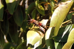 Polistes bahamensis