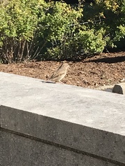 Passer domesticus