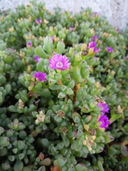 Oscularia vredenburgensis