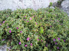 Oscularia vredenburgensis