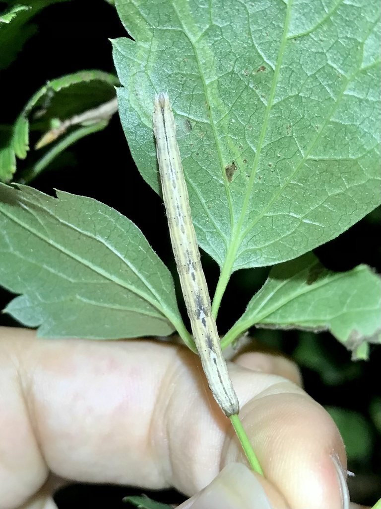 Brown Bark Carpet Moth