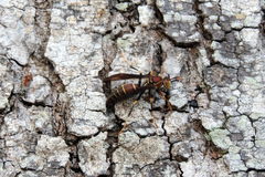 Polistes bahamensis