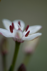 Burchardia multiflora