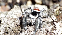 Phidippus tyrrelli